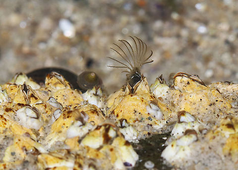 Northern Rock Barnacle - Semibalanus balanoides Barnacles are sessile filter feeders. The use feathery, thoracic appendages, called cirri, to capture plankton and detritus from the water column. 

When there is a current, the barnacles hold their cirri stiffly into the flow. But, when there is no current, the barnacles pulse their cirri rhythmically, in and out of their shell. Their cirri are also used as gills to extract oxygen from the water.

Habitat: Encrusted on rocks and starting to feed again as the tide was starting to come back in.

https://www.jungledragon.com/image/89955/northern_rock_barnacle_-_semibalanus_balanoides.html
https://vimeo.com/391816393 Geotagged,Semibalanus balanoides,Spring,United States,barnacle,barnacle cirri,northern rock barnacle