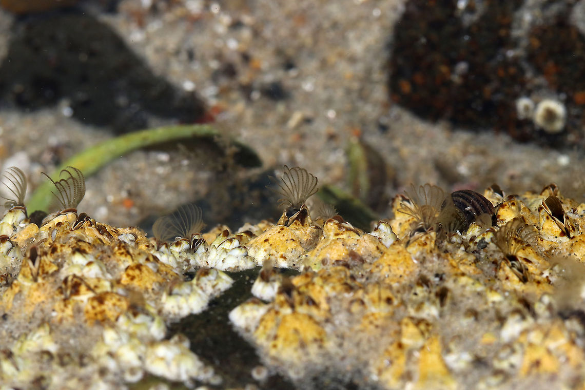 Northern Rock Barnacle - Semibalanus balanoides Barnacles are sessile filter feeders. The use feathery, thoracic appendages, called cirri, to capture plankton and detritus from the water column. <br />
<br />
When there is a current, the barnacles hold their cirri stiffly into the flow. But, when there is no current, the barnacles pulse their cirri rhythmically, in and out of their shell. Their cirri are also used as gills to extract oxygen from the water.<br />
<br />
Habitat: Encrusted on rocks and starting to feed again as the tide was starting to come back in<br />
<figure class="photo"><a href="https://www.jungledragon.com/image/89952/northern_rock_barnacle_-_semibalanus_balanoides.html" title="Northern Rock Barnacle - Semibalanus balanoides"><img src="https://s3.amazonaws.com/media.jungledragon.com/images/3232/89952_thumb.jpg?AWSAccessKeyId=05GMT0V3GWVNE7GGM1R2&Expires=1759968010&Signature=phbok7vmw9RZQJfEWGageT25N9s%3D" width="200" height="144" alt="Northern Rock Barnacle - Semibalanus balanoides Barnacles are sessile filter feeders. The use feathery, thoracic appendages, called cirri, to capture plankton and detritus from the water column. <br />
<br />
When there is a current, the barnacles hold their cirri stiffly into the flow. But, when there is no current, the barnacles pulse their cirri rhythmically, in and out of their shell. Their cirri are also used as gills to extract oxygen from the water.<br />
<br />
Habitat: Encrusted on rocks and starting to feed again as the tide was starting to come back in.<br />
<br />
https://www.jungledragon.com/image/89955/northern_rock_barnacle_-_semibalanus_balanoides.html<br />
https://vimeo.com/391816393 Geotagged,Semibalanus balanoides,Spring,United States,barnacle,barnacle cirri,northern rock barnacle" /></a></figure><br />
<br />
<section class="video"><iframe width="448" height="252" src="https://player.vimeo.com/video/391816393?title=0&byline=0&portrait=0" frameborder="0"></iframe></section> Geotagged,Semibalanus balanoides,Spring,United States,barnacles