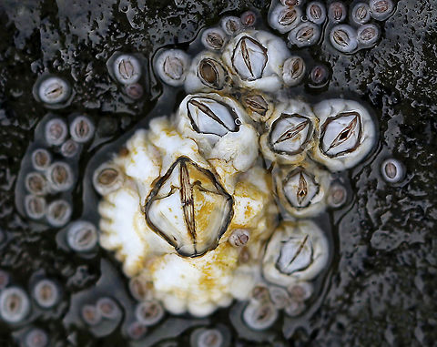 Northern Rock Barnacle - Semibalanus balanoides Habitat: subtidal Geotagged,Northern Rock Barnacle,Semibalanus,Semibalanus balanoides,Spring,United States,barnacle