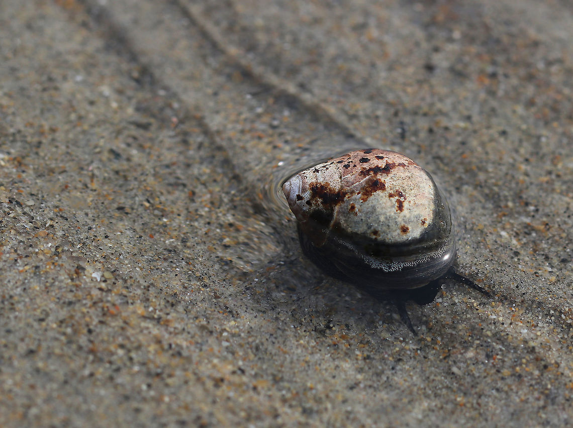 Common Periwinkle - Littorina littorea With the coming of the tide, this snail was on the move. They are surprisingly quick.<br />
<br />
Notes: Periwinkles can withstand long periods of time without food or water. Common periwinkle,Geotagged,Littorina littorea,Spring,United States,periwinkle,snail