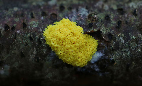 Dog Vomit Slime Mold - Fuligo septica Habitat: Rotting wood in a coastal, mixed forest Dog vomit slime mold,Fuligo septica,Geotagged,Spring,United States,slime mold