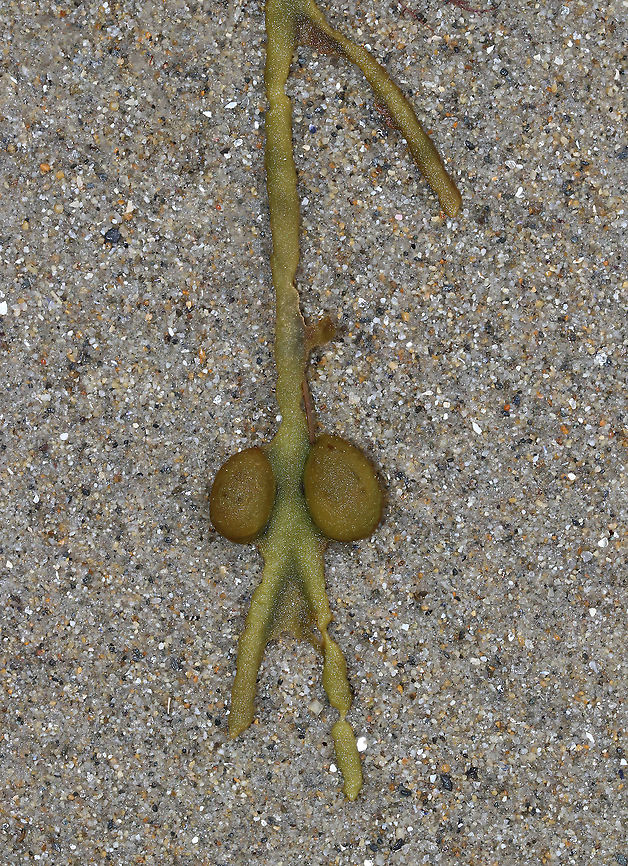Rockweed - Ascophyllum nodosum This was a bit weird - the receptacles were attached to the sides of the frond.<br />
<br />
Habitat: Washed up on beach during low tide Ascophyllum,Ascophyllum nodosum,Geotagged,Rockweed,Spring,United States,green seaweed,seaweed