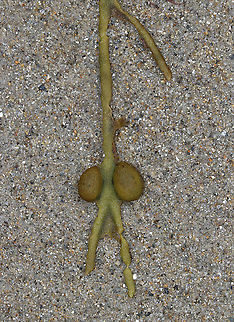 Rockweed - Ascophyllum nodosum This was a bit weird - the receptacles were attached to the sides of the frond.

Habitat: Washed up on beach during low tide Ascophyllum,Ascophyllum nodosum,Geotagged,Rockweed,Spring,United States,green seaweed,seaweed