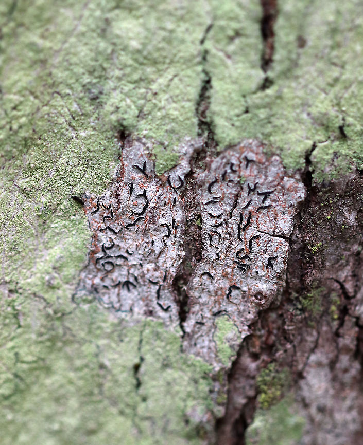 Script Lichen - Graphis scripta Habitat: Hardwood tree<br />
<figure class="photo"><a href="https://www.jungledragon.com/image/90002/script_lichen_-_graphis_scripta.html" title="Script Lichen - Graphis scripta"><img src="https://s3.amazonaws.com/media.jungledragon.com/images/3232/90002_thumb.jpg?AWSAccessKeyId=05GMT0V3GWVNE7GGM1R2&Expires=1759968010&Signature=yYxRm1rRuKgP4shCNneEGfWxnKE%3D" width="108" height="152" alt="Script Lichen - Graphis scripta Habitat: Hardwood tree<br />
https://www.jungledragon.com/image/90001/script_lichen_-_graphis_scripta.html Geotagged,Graphis scripta,Spring,United States" /></a></figure> Geotagged,Graphis,Graphis scripta,Spring,United States,lichen,script lichen
