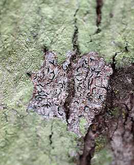 Script Lichen - Graphis scripta Habitat: Hardwood tree
https://www.jungledragon.com/image/90002/script_lichen_-_graphis_scripta.html Geotagged,Graphis,Graphis scripta,Spring,United States,lichen,script lichen