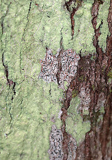 Script Lichen - Graphis scripta Habitat: Hardwood tree
https://www.jungledragon.com/image/90001/script_lichen_-_graphis_scripta.html Geotagged,Graphis scripta,Spring,United States
