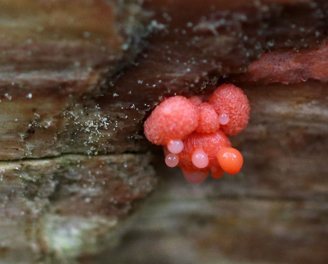 Wolf's Milk - Lycogala epidendrum Dripping goo.<br />
<br />
Habitat: Rotting log in a mixed forest<br />
<figure class="photo"><a href="https://www.jungledragon.com/image/90006/wolfs_milk_-_lycogala_epidendrum.html" title="Wolf&#039;s Milk - Lycogala epidendrum"><img src="https://s3.amazonaws.com/media.jungledragon.com/images/3232/90006_thumb.jpg?AWSAccessKeyId=05GMT0V3GWVNE7GGM1R2&Expires=1767225610&Signature=UY0JA0aU4VWOVTByFrtTJAGQSOc%3D" width="200" height="128" alt="Wolf&#039;s Milk - Lycogala epidendrum Habitat: Rotting log in a mixed forest<br />
https://www.jungledragon.com/image/90005/wolfs_milk_-_lycogala_epidendrum.html<br />
https://www.jungledragon.com/image/90003/wolfs_milk_-_lycogala_epidendrum.html Geotagged,Lycogala epidendrum,Spring,United States,Wolf&#039;s milk" /></a></figure><br />
<figure class="photo"><a href="https://www.jungledragon.com/image/90005/wolfs_milk_-_lycogala_epidendrum.html" title="Wolf&#039;s Milk - Lycogala epidendrum"><img src="https://s3.amazonaws.com/media.jungledragon.com/images/3232/90005_thumb.jpg?AWSAccessKeyId=05GMT0V3GWVNE7GGM1R2&Expires=1767225610&Signature=WoesOiAYgUeJvVrYvuGJWQzF5%2B0%3D" width="200" height="144" alt="Wolf&#039;s Milk - Lycogala epidendrum Habitat: Rotting log in a mixed forest<br />
https://www.jungledragon.com/image/90006/wolfs_milk_-_lycogala_epidendrum.html<br />
https://www.jungledragon.com/image/90003/wolfs_milk_-_lycogala_epidendrum.html Geotagged,Lycogala epidendrum,Spring,United States,Wolf&#039;s milk,slime mold" /></a></figure> Geotagged,Lycogala epidendrum,Spring,United States,Wolf's milk,lycogala,slime mold