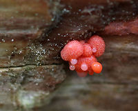 Wolf's Milk - Lycogala epidendrum Dripping goo.<br />
<br />
Habitat: Rotting log in a mixed forest<br />
https://www.jungledragon.com/image/90006/wolfs_milk_-_lycogala_epidendrum.html<br />
https://www.jungledragon.com/image/90005/wolfs_milk_-_lycogala_epidendrum.html Geotagged,Lycogala epidendrum,Spring,United States,Wolf's milk,lycogala,slime mold