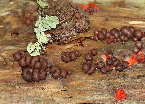 Wolf's Milk - Lycogala epidendrum Habitat: Rotting log in a mixed forest
https://www.jungledragon.com/image/90006/wolfs_milk_-_lycogala_epidendrum.html
https://www.jungledragon.com/image/90003/wolfs_milk_-_lycogala_epidendrum.html Geotagged,Lycogala epidendrum,Spring,United States,Wolf's milk,slime mold