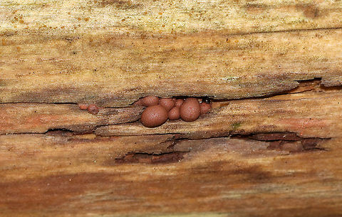 Wolf's Milk - Lycogala epidendrum Habitat: Rotting log in a mixed forest
https://www.jungledragon.com/image/90005/wolfs_milk_-_lycogala_epidendrum.html
https://www.jungledragon.com/image/90003/wolfs_milk_-_lycogala_epidendrum.html Geotagged,Lycogala epidendrum,Spring,United States,Wolf's milk