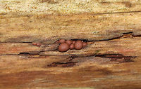 Wolf's Milk - Lycogala epidendrum Habitat: Rotting log in a mixed forest<br />
https://www.jungledragon.com/image/90005/wolfs_milk_-_lycogala_epidendrum.html<br />
https://www.jungledragon.com/image/90003/wolfs_milk_-_lycogala_epidendrum.html Geotagged,Lycogala epidendrum,Spring,United States,Wolf's milk