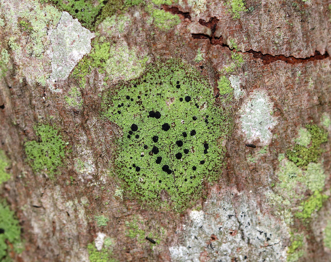 Comet Spored Lichen - Ropalospora chlorantha Lumpy, green thallus with black apothecia. <br />
<br />
Habitat: Growing on conifer trees along the Maine coast Comet Spored Lichen,Geotagged,Ropalospora chlorantha,Spring,United States,lichen