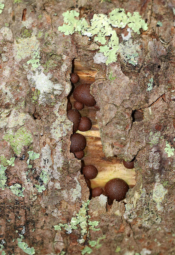 Wolf's Milk - Lycogala epidendrum Habitat: Peeking out from under the bark of a snag Geotagged,Lycogala epidendrum,Spring,United States,Wolf's milk,slime mold
