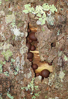 Wolf's Milk - Lycogala epidendrum Habitat: Peeking out from under the bark of a snag Geotagged,Lycogala epidendrum,Spring,United States,Wolf's milk,slime mold