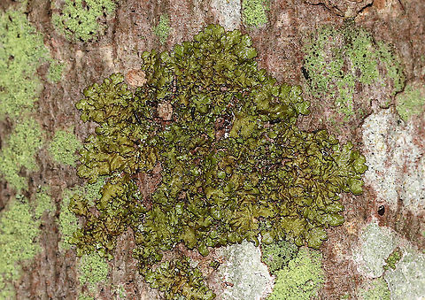 Melanelixia fuliginosa Habitat: Hardwood Geotagged,Melanelixia,Melanelixia fuliginosa,Spring,United States,lichen