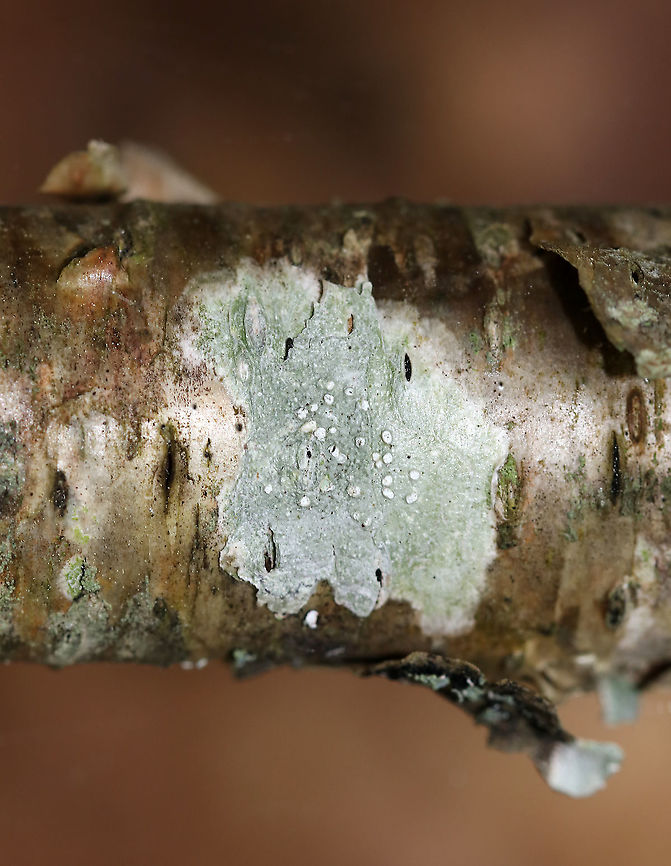 Lichen - Pertusaria sp. Habitat: Birch  Geotagged,Pertusaria,Spring,United States,lichen