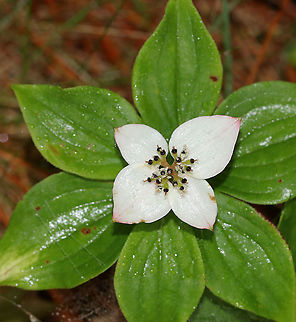 Bunchberry - Cornus canadensis One awesome thing about this plant is that it launches pollen from its anthers in one of the fastest known plant actions. Each flower has highly elastic petals that can flip backward, releasing the filaments that are cocked underneath the petals. The filaments fling pollen out of containers that hinged to the filaments. The pollen spores are released at 24,000 meters per second and reach an altitude of 2.5 cm, where they can remain suspended until they reach a stigma on another plant.

Habitat: Coniferous forest/meadow edge
https://www.jungledragon.com/image/90030/bunchberry_-_cornus_canadensis.html Cornus canadensis,Geotagged,Spring,United States