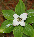 Bunchberry - Cornus canadensis One awesome thing about this plant is that it launches pollen from its anthers in one of the fastest known plant actions. Each flower has highly elastic petals that can flip backward, releasing the filaments that are cocked underneath the petals. The filaments fling pollen out of containers that hinged to the filaments. The pollen spores are released at 24,000 meters per second and reach an altitude of 2.5 cm, where they can remain suspended until they reach a stigma on another plant.<br />
<br />
Habitat: Coniferous forest/meadow edge<br />
https://www.jungledragon.com/image/90030/bunchberry_-_cornus_canadensis.html Cornus canadensis,Geotagged,Spring,United States
