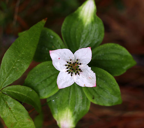 Bunchberry - Cornus canadensis One awesome thing about this plant is that it launches pollen from its anthers in one of the fastest known plant actions. Each flower has highly elastic petals that can flip backward, releasing the filaments that are cocked underneath the petals. The filaments fling pollen out of containers that hinged to the filaments. The pollen spores are released at 24,000 meters per second and reach an altitude of 2.5 cm, where they can remain suspended until they reach a stigma on another plant.

Habitat: Coniferous forest/meadow edge
https://www.jungledragon.com/image/90028/bunchberry_-_cornus_canadensis.html Cornus canadensis,Geotagged,Spring,United States
