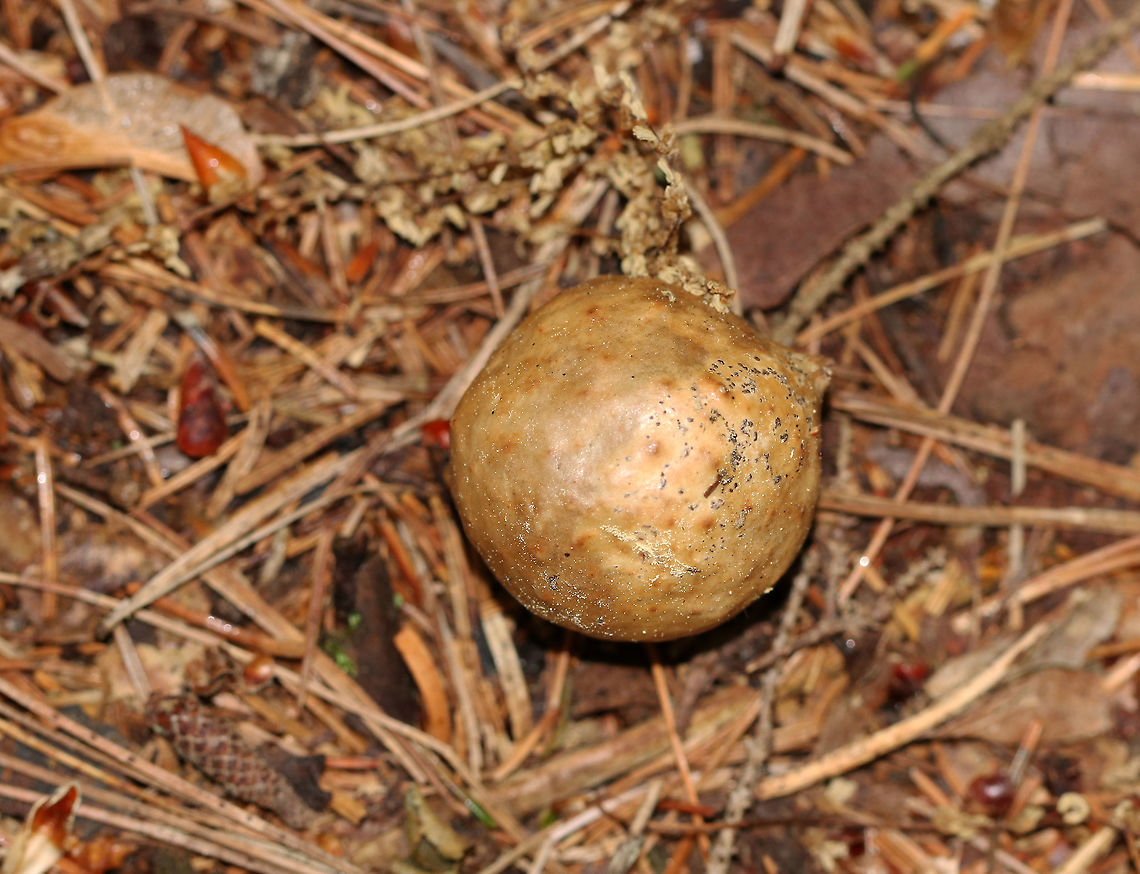 Gall Habitat: On the ground in a mostly coniferous forest with some nearby oak and maple<br />
<figure class="photo"><a href="https://www.jungledragon.com/image/90033/gall_inside.html" title="Gall (Inside)"><img src="https://s3.amazonaws.com/media.jungledragon.com/images/3232/90033_thumb.jpg?AWSAccessKeyId=05GMT0V3GWVNE7GGM1R2&Expires=1763596810&Signature=JSd954IZqFYdfN8b6VDw8KqHTt4%3D" width="200" height="156" alt="Gall (Inside) This little cocoon/egg was inside the gall<br />
<br />
Habitat: On the ground in a mostly coniferous forest with some nearby oak and maple<br />
https://www.jungledragon.com/image/90032/gall.html<br />
 Geotagged,Spring,United States,gall" /></a></figure> Geotagged,Spring,United States,gall