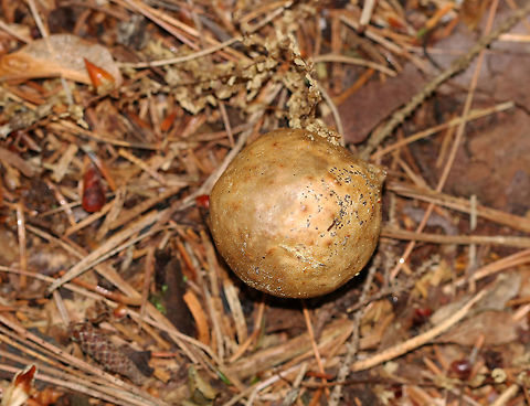 Gall Habitat: On the ground in a mostly coniferous forest with some nearby oak and maple
https://www.jungledragon.com/image/90033/gall_inside.html Geotagged,Spring,United States,gall