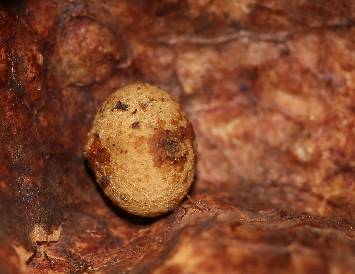 Gall (Inside) This little cocoon/egg was inside the gall<br />
<br />
Habitat: On the ground in a mostly coniferous forest with some nearby oak and maple<br />
<figure class="photo"><a href="https://www.jungledragon.com/image/90032/gall.html" title="Gall"><img src="https://s3.amazonaws.com/media.jungledragon.com/images/3232/90032_thumb.jpg?AWSAccessKeyId=05GMT0V3GWVNE7GGM1R2&Expires=1763596810&Signature=qDhoYVgiB39b%2FkYS%2FDXlnB0ObvE%3D" width="200" height="154" alt="Gall Habitat: On the ground in a mostly coniferous forest with some nearby oak and maple<br />
https://www.jungledragon.com/image/90033/gall_inside.html Geotagged,Spring,United States,gall" /></a></figure><br />
 Geotagged,Spring,United States,gall