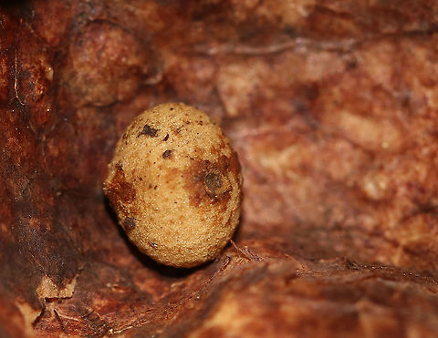 Gall (Inside) This little cocoon/egg was inside the gall

Habitat: On the ground in a mostly coniferous forest with some nearby oak and maple
https://www.jungledragon.com/image/90032/gall.html
 Geotagged,Spring,United States,gall