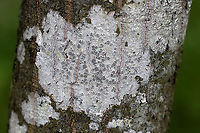 Lichen - Lecanora sp.? Habitat: Hardwood<br />
https://www.jungledragon.com/image/90035/lichen_-_lecanora_sp.html Geotagged,Spring,United States,lichen. lecanora