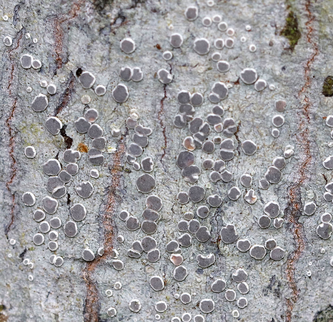 Lichen - Lecanora sp.? Habitat: Hardwood<br />
<figure class="photo"><a href="https://www.jungledragon.com/image/90034/lichen_-_lecanora_sp.html" title="Lichen - Lecanora sp.?"><img src="https://s3.amazonaws.com/media.jungledragon.com/images/3232/90034_thumb.jpg?AWSAccessKeyId=05GMT0V3GWVNE7GGM1R2&Expires=1761782410&Signature=gHi%2FyVdHBnxGaWlIBbkcEXVSp2g%3D" width="200" height="134" alt="Lichen - Lecanora sp.? Habitat: Hardwood<br />
https://www.jungledragon.com/image/90035/lichen_-_lecanora_sp.html Geotagged,Spring,United States,lichen. lecanora" /></a></figure> Geotagged,Spring,United States