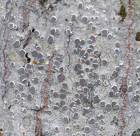 Lichen - Lecanora sp.? Habitat: Hardwood
https://www.jungledragon.com/image/90034/lichen_-_lecanora_sp.html Geotagged,Spring,United States