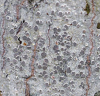 Lichen - Lecanora sp.? Habitat: Hardwood<br />
https://www.jungledragon.com/image/90034/lichen_-_lecanora_sp.html Geotagged,Spring,United States