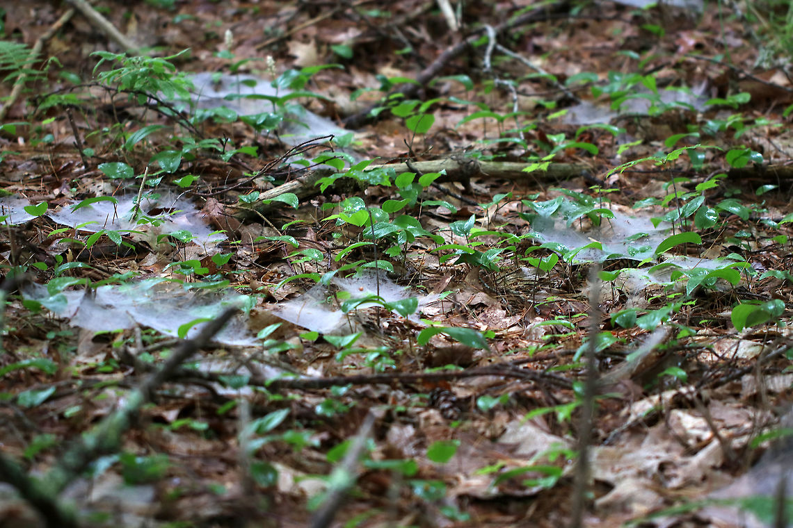 Spider Webs The forest floor was covered with these webs. Maybe Family Agelenidae?<br />
<br />
Habitat: Mixed forest<br />
<figure class="photo"><a href="https://www.jungledragon.com/image/90055/spider_webs.html" title="Spider Webs"><img src="https://s3.amazonaws.com/media.jungledragon.com/images/3232/90055_thumb.jpg?AWSAccessKeyId=05GMT0V3GWVNE7GGM1R2&Expires=1770854410&Signature=up8ViQiIo0b7jpTWcK8Od%2B01%2Fpw%3D" width="200" height="140" alt="Spider Webs The forest floor was covered with these webs. Maybe Family Agelenidae?<br />
<br />
Habitat: Mixed forest<br />
https://www.jungledragon.com/image/90054/spider_webs.html<br />
https://www.jungledragon.com/image/90053/spider_webs.html Geotagged,Spring,United States" /></a></figure><br />
<figure class="photo"><a href="https://www.jungledragon.com/image/90054/spider_webs.html" title="Spider Webs"><img src="https://s3.amazonaws.com/media.jungledragon.com/images/3232/90054_thumb.jpg?AWSAccessKeyId=05GMT0V3GWVNE7GGM1R2&Expires=1770854410&Signature=L9QWmqOhCW%2BhLQPvK0t%2FNo7hc2w%3D" width="200" height="134" alt="Spider Webs The forest floor was covered with these webs. Maybe Family Agelenidae?<br />
<br />
Habitat: Mixed forest<br />
https://www.jungledragon.com/image/90055/spider_webs.html<br />
https://www.jungledragon.com/image/90053/spider_webs.html Geotagged,Spring,United States" /></a></figure> Geotagged,Spring,United States,spider webs,webs