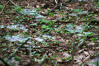 Spider Webs The forest floor was covered with these webs. Maybe Family Agelenidae?<br />
<br />
Habitat: Mixed forest<br />
https://www.jungledragon.com/image/90055/spider_webs.html<br />
https://www.jungledragon.com/image/90054/spider_webs.html Geotagged,Spring,United States,spider webs,webs