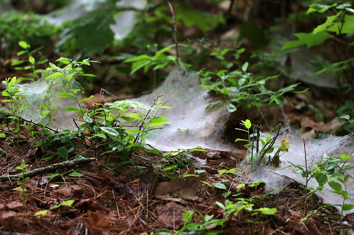 Spider Webs The forest floor was covered with these webs. Maybe Family Agelenidae?<br />
<br />
Habitat: Mixed forest<br />
<figure class="photo"><a href="https://www.jungledragon.com/image/90055/spider_webs.html" title="Spider Webs"><img src="https://s3.amazonaws.com/media.jungledragon.com/images/3232/90055_thumb.jpg?AWSAccessKeyId=05GMT0V3GWVNE7GGM1R2&Expires=1759968010&Signature=KHuf9HofJjX5mOj2HiUdwqCSnxA%3D" width="200" height="140" alt="Spider Webs The forest floor was covered with these webs. Maybe Family Agelenidae?<br />
<br />
Habitat: Mixed forest<br />
https://www.jungledragon.com/image/90054/spider_webs.html<br />
https://www.jungledragon.com/image/90053/spider_webs.html Geotagged,Spring,United States" /></a></figure><br />
<figure class="photo"><a href="https://www.jungledragon.com/image/90053/spider_webs.html" title="Spider Webs"><img src="https://s3.amazonaws.com/media.jungledragon.com/images/3232/90053_thumb.jpg?AWSAccessKeyId=05GMT0V3GWVNE7GGM1R2&Expires=1759968010&Signature=Y%2Fc5BXlmcm9wsBrxpLcLFoU6%2Fkk%3D" width="200" height="134" alt="Spider Webs The forest floor was covered with these webs. Maybe Family Agelenidae?<br />
<br />
Habitat: Mixed forest<br />
https://www.jungledragon.com/image/90055/spider_webs.html<br />
https://www.jungledragon.com/image/90054/spider_webs.html Geotagged,Spring,United States,spider webs,webs" /></a></figure> Geotagged,Spring,United States