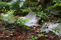 Spider Webs The forest floor was covered with these webs. Maybe Family Agelenidae?<br />
<br />
Habitat: Mixed forest<br />
https://www.jungledragon.com/image/90055/spider_webs.html<br />
https://www.jungledragon.com/image/90053/spider_webs.html Geotagged,Spring,United States