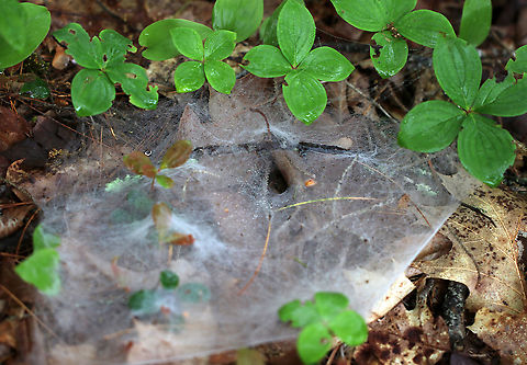Spider Webs The forest floor was covered with these webs. Maybe Family Agelenidae?

Habitat: Mixed forest
https://www.jungledragon.com/image/90054/spider_webs.html
https://www.jungledragon.com/image/90053/spider_webs.html Geotagged,Spring,United States