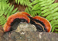 Red-belted Polypore - Fomitopsis mounceae Fomitopsis mounceae was recognized as a new species in 2019, segregated from Fomitopsis pinicola species complex.<br />
<br />
Habitat: conifer<br />
https://www.jungledragon.com/image/90058/red-belted_polypore_-_fomitopsis_mounceae.html Fomitopsis,Fomitopsis mounceae,Geotagged,Red-belted Polypore,Spring,United States,bracket fungus,fungus,polypore