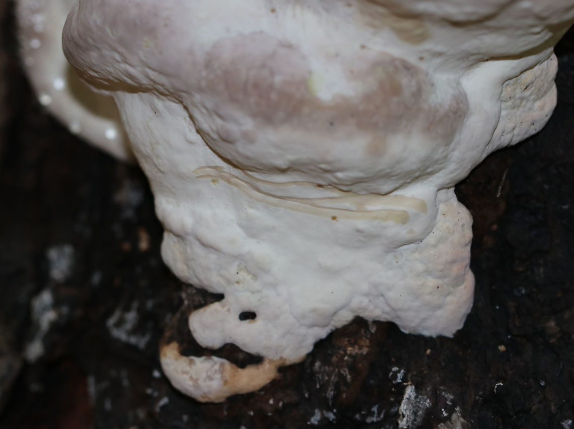 Red-belted Polypore - Fomitopsis mounceae Fomitopsis mounceae was recognized as a new species in 2019, segregated from Fomitopsis pinicola species complex.<br />
<br />
Habitat: conifer<br />
<figure class="photo"><a href="https://www.jungledragon.com/image/90056/red-belted_polypore_-_fomitopsis_mounceae.html" title="Red-belted Polypore - Fomitopsis mounceae"><img src="https://s3.amazonaws.com/media.jungledragon.com/images/3232/90056_thumb.jpg?AWSAccessKeyId=05GMT0V3GWVNE7GGM1R2&Expires=1767225610&Signature=FZGjgy4QFnzyIxRvfTdhIoZiAwI%3D" width="200" height="142" alt="Red-belted Polypore - Fomitopsis mounceae Fomitopsis mounceae was recognized as a new species in 2019, segregated from Fomitopsis pinicola species complex.<br />
<br />
Habitat: conifer<br />
https://www.jungledragon.com/image/90058/red-belted_polypore_-_fomitopsis_mounceae.html Fomitopsis,Fomitopsis mounceae,Geotagged,Red-belted Polypore,Spring,United States,bracket fungus,fungus,polypore" /></a></figure> Fomitopsis mounceae,Geotagged,Red-belted Polypore,Spring,United States