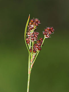 Common Woodrush - Luzula multiflora Habitat: Meadow Common woodrush,Geotagged,Luzula,Luzula multiflora,Spring,United States,woodrush