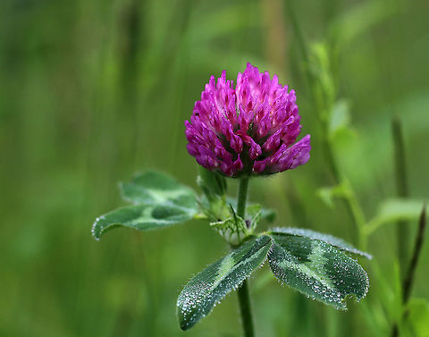 Red Clover - Trifolium pratense Red clover is a very useful plant. It's often used as fodder and is also important for nitrogen fixation, which increases soil fertility. 

Habitat: Meadow
https://www.jungledragon.com/image/90062/red_clover_-_trifolium_pratense.html Geotagged,Red clover,Spring,Trifolium,Trifolium pratense,United States,clover