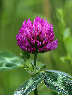 Red Clover - Trifolium pratense Red clover is a very useful plant. It's often used as fodder and is also important for nitrogen fixation, which increases soil fertility.

Habitat: Meadow
https://www.jungledragon.com/image/90061/red_clover_-_trifolium_pratense.html Geotagged,Red clover,Spring,Trifolium pratense,United States