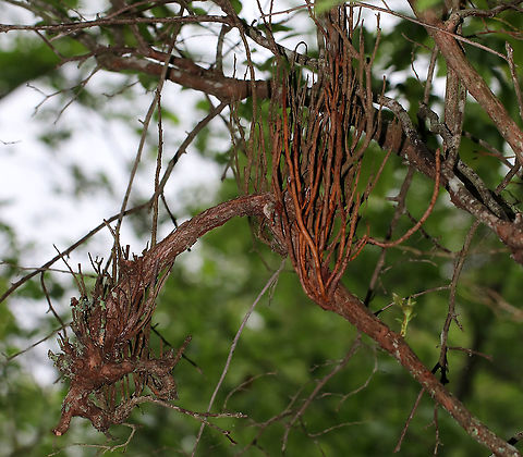 Pucciniastrum goeppertianum on Blueberry (Vaccinium sp) This deformity on highbush blueberry is called Witch's Broom. It's caused by a fungus, Pucciniastrum goeppertianum. The fungus spends part of its life cycle on balsam fir (Abies balsamea). When the fungus releases its spores, if they land on the stems or leaves of blueberry, the bush then becomes infected. The fungus overwinters on the bush and releases spores in the spring, which will infect more balsam fir trees, starting the cycle again. 

Habitat: Highbush blueberry in a mixed forest Geotagged,Pucciniastrum,Pucciniastrum goeppertianum,Spring,United States,Witch's broom,blueberry,fungus,highbush blueberry,plant pathogen,rust fungus,vaccinium
