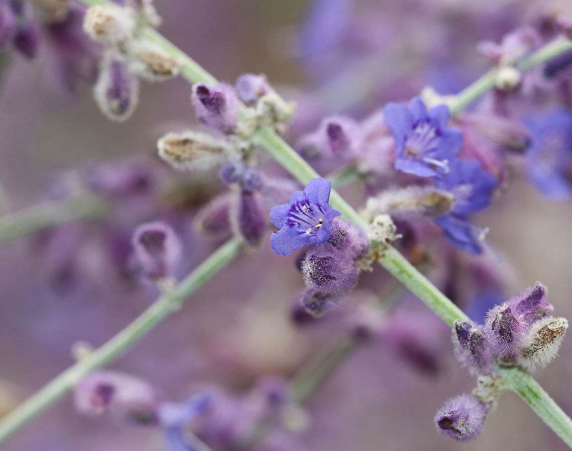 Russian Sage - Perovskia atriplicifolia This plant is called "sage" even though it is not a member of the Salvia genus. It is an upright plant with square stems and grey-green leaves that yield a distinctive and fantastic odor when crushed. It is best known for its flowers, which are blue-violet and are arranged into showy, branched panicles.<br />
<br />
The species has a long history of use in Asian traditional medicine, which has led to the investigation of its phytochemistry. Its flowers can be eaten in salads or crushed for dyemaking, and the plant has been considered for potential use in the phytoremediation of contaminated soil.<br />
<br />
Habitat: Rural herb garden Geotagged,Perovskia,Perovskia atriplicifolia,Russian Sage,Summer,United States,sage