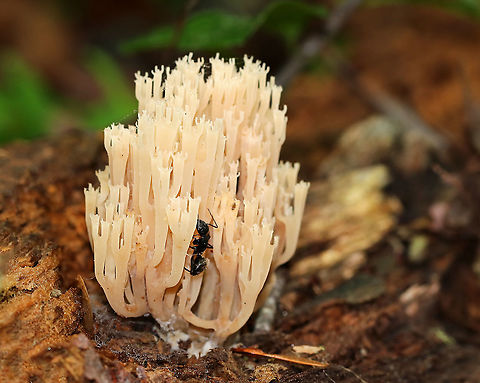 Crown Coral - Artomyces pyxidatus White branches with pink hues; the tips are crowned with a shallow depression and 3-6 points. 

Habitat: Growing on rotting wood
https://www.jungledragon.com/image/90078/crown_coral_-_artomyces_pyxidatus.html Artomyces,Artomyces pyxidatus,Geotagged,Spring,United States,coral,coral fungus