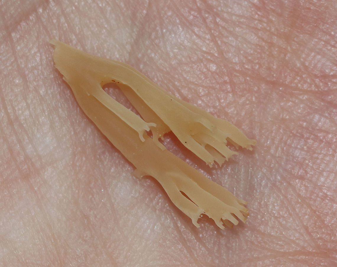 Crown Coral - Artomyces pyxidatus White branches with pink hues; the tips are crowned with a shallow depression and 3-6 points.<br />
<br />
Habitat: Growing on rotting wood<br />
<figure class="photo"><a href="https://www.jungledragon.com/image/90077/crown_coral_-_artomyces_pyxidatus.html" title="Crown Coral - Artomyces pyxidatus"><img src="https://s3.amazonaws.com/media.jungledragon.com/images/3232/90077_thumb.jpg?AWSAccessKeyId=05GMT0V3GWVNE7GGM1R2&Expires=1759968010&Signature=qI%2FfE5KwKzEJjrl%2FNa8WhSq3X8I%3D" width="200" height="160" alt="Crown Coral - Artomyces pyxidatus White branches with pink hues; the tips are crowned with a shallow depression and 3-6 points. <br />
<br />
Habitat: Growing on rotting wood<br />
https://www.jungledragon.com/image/90078/crown_coral_-_artomyces_pyxidatus.html Artomyces,Artomyces pyxidatus,Geotagged,Spring,United States,coral,coral fungus" /></a></figure> Artomyces pyxidatus,Geotagged,Spring,United States