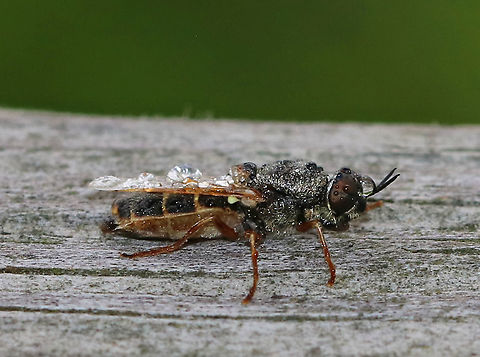 Soldier Fly - Odontomyia pubescens This fly was covered in dew. I don't know if it was dead or if just hadn't woken up yet.

Habitat: Resting on a fence on the edge of a saltmarsh
https://www.jungledragon.com/image/90082/soldier_fly_-_odontomyia_pubescens.html
https://www.jungledragon.com/image/90081/soldier_fly_-_odontomyia_pubescens.html Geotagged,Odontomyia,Odontomyia pubescens,Spring,United States,diptera,fly,soldier fly