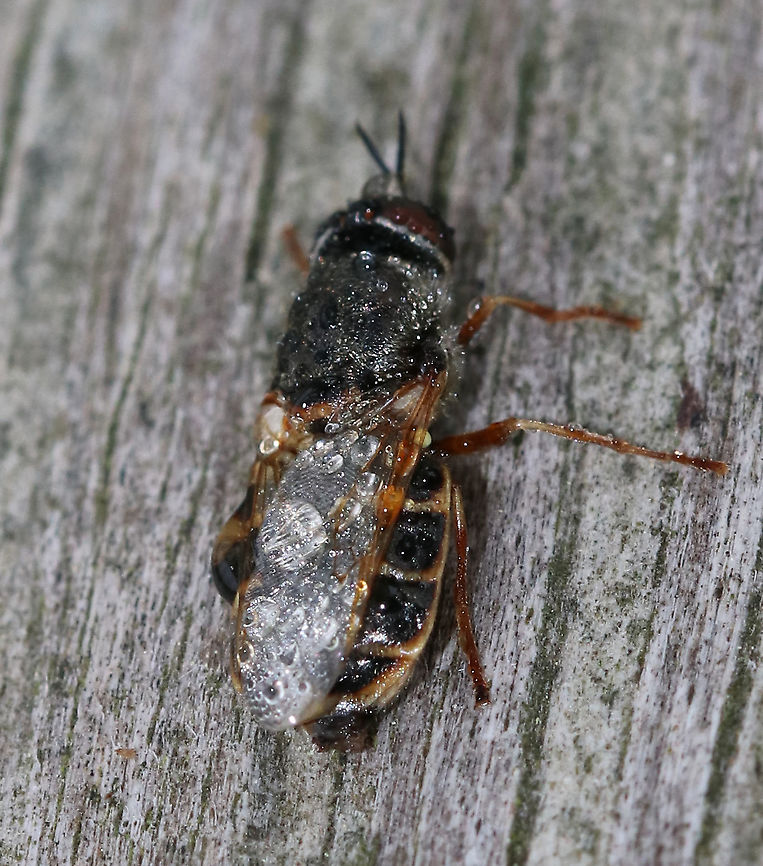 Soldier Fly - Odontomyia pubescens This fly was covered in dew. I don&#039;t know if it was dead or if just hadn&#039;t woken up yet.<br />
<br />
Habitat: Resting on a fence on the edge of a saltmarsh<br />
<figure class="photo"><a href="https://www.jungledragon.com/image/90079/soldier_fly_-_odontomyia_pubescens.html" title="Soldier Fly - Odontomyia pubescens"><img src="https://s3.amazonaws.com/media.jungledragon.com/images/3232/90079_thumb.jpg?AWSAccessKeyId=05GMT0V3GWVNE7GGM1R2&Expires=1759968010&Signature=hFThRITd82Sh6KOWpPaTuYOEFPg%3D" width="200" height="150" alt="Soldier Fly - Odontomyia pubescens This fly was covered in dew. I don&#039;t know if it was dead or if just hadn&#039;t woken up yet.<br />
<br />
Habitat: Resting on a fence on the edge of a saltmarsh<br />
https://www.jungledragon.com/image/90082/soldier_fly_-_odontomyia_pubescens.html<br />
https://www.jungledragon.com/image/90081/soldier_fly_-_odontomyia_pubescens.html Geotagged,Odontomyia,Odontomyia pubescens,Spring,United States,diptera,fly,soldier fly" /></a></figure><br />
<figure class="photo"><a href="https://www.jungledragon.com/image/90082/soldier_fly_-_odontomyia_pubescens.html" title="Soldier Fly - Odontomyia pubescens"><img src="https://s3.amazonaws.com/media.jungledragon.com/images/3232/90082_thumb.jpg?AWSAccessKeyId=05GMT0V3GWVNE7GGM1R2&Expires=1759968010&Signature=7SLMDZwkB0satj24hvZk%2BUKSGrc%3D" width="200" height="146" alt="Soldier Fly - Odontomyia pubescens This fly was covered in dew. I don&#039;t know if it was dead or if just hadn&#039;t woken up yet.<br />
<br />
Habitat: Resting on a fence on the edge of a saltmarsh<br />
https://www.jungledragon.com/image/90079/soldier_fly_-_odontomyia_pubescens.html<br />
https://www.jungledragon.com/image/90081/soldier_fly_-_odontomyia_pubescens.html Geotagged,Odontomyia pubescens,Spring,United States" /></a></figure> Geotagged,Odontomyia pubescens,Spring,United States