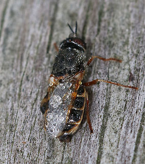 Soldier Fly - Odontomyia pubescens This fly was covered in dew. I don't know if it was dead or if just hadn't woken up yet.

Habitat: Resting on a fence on the edge of a saltmarsh
https://www.jungledragon.com/image/90079/soldier_fly_-_odontomyia_pubescens.html
https://www.jungledragon.com/image/90082/soldier_fly_-_odontomyia_pubescens.html Geotagged,Odontomyia pubescens,Spring,United States