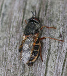 Soldier Fly - Odontomyia pubescens This fly was covered in dew. I don't know if it was dead or if just hadn't woken up yet.<br />
<br />
Habitat: Resting on a fence on the edge of a saltmarsh<br />
https://www.jungledragon.com/image/90079/soldier_fly_-_odontomyia_pubescens.html<br />
https://www.jungledragon.com/image/90082/soldier_fly_-_odontomyia_pubescens.html Geotagged,Odontomyia pubescens,Spring,United States