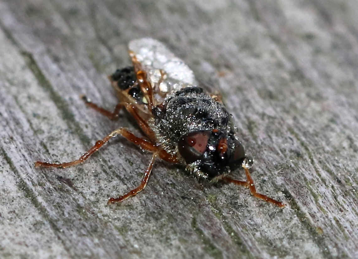 Soldier Fly - Odontomyia pubescens This fly was covered in dew. I don&#039;t know if it was dead or if just hadn&#039;t woken up yet.<br />
<br />
Habitat: Resting on a fence on the edge of a saltmarsh<br />
<figure class="photo"><a href="https://www.jungledragon.com/image/90079/soldier_fly_-_odontomyia_pubescens.html" title="Soldier Fly - Odontomyia pubescens"><img src="https://s3.amazonaws.com/media.jungledragon.com/images/3232/90079_thumb.jpg?AWSAccessKeyId=05GMT0V3GWVNE7GGM1R2&Expires=1769040010&Signature=Vb%2FNNfHGa3XgjLJU2KxCa5Pr3TA%3D" width="200" height="150" alt="Soldier Fly - Odontomyia pubescens This fly was covered in dew. I don&#039;t know if it was dead or if just hadn&#039;t woken up yet.<br />
<br />
Habitat: Resting on a fence on the edge of a saltmarsh<br />
https://www.jungledragon.com/image/90082/soldier_fly_-_odontomyia_pubescens.html<br />
https://www.jungledragon.com/image/90081/soldier_fly_-_odontomyia_pubescens.html Geotagged,Odontomyia,Odontomyia pubescens,Spring,United States,diptera,fly,soldier fly" /></a></figure><br />
<figure class="photo"><a href="https://www.jungledragon.com/image/90081/soldier_fly_-_odontomyia_pubescens.html" title="Soldier Fly - Odontomyia pubescens"><img src="https://s3.amazonaws.com/media.jungledragon.com/images/3232/90081_thumb.jpg?AWSAccessKeyId=05GMT0V3GWVNE7GGM1R2&Expires=1769040010&Signature=sN72eOij53kZ2ZrxkxSYowQmQ0Y%3D" width="134" height="152" alt="Soldier Fly - Odontomyia pubescens This fly was covered in dew. I don&#039;t know if it was dead or if just hadn&#039;t woken up yet.<br />
<br />
Habitat: Resting on a fence on the edge of a saltmarsh<br />
https://www.jungledragon.com/image/90079/soldier_fly_-_odontomyia_pubescens.html<br />
https://www.jungledragon.com/image/90082/soldier_fly_-_odontomyia_pubescens.html Geotagged,Odontomyia pubescens,Spring,United States" /></a></figure> Geotagged,Odontomyia pubescens,Spring,United States